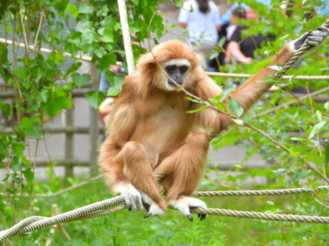 A lar gibbon sitting on rope structures surrounded by green foliage in a zoo enclosure. The agile primate is captured in a natural pose, highlighting its long limbs, expressive face.