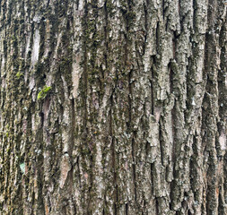 Obraz premium Old bark tree texture. Natural wood surface pattern, old tree skin