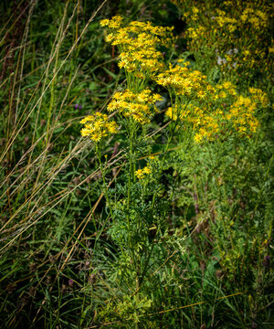 Classic yellow flowers of common ragwort (Senecio jacobaea) a plant toxic to grazing animals including horses sheep and cattle. Regulated in the UK
