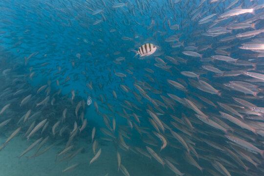 Indo-Pacific sergeant fish swimming through a massive school of silversides in Marsa Alam Red Sea Egypt