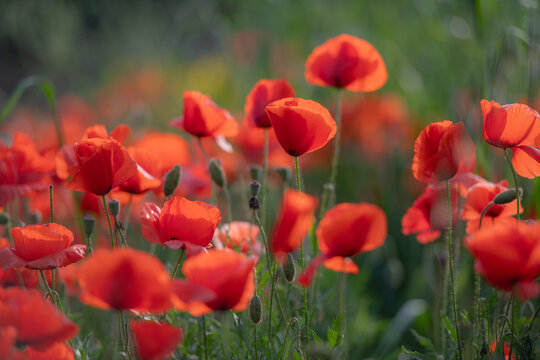 Dense field of red poppy flowers with green stems and unopened buds, highlighting a colorful spring meadow in natural daylight.