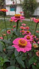 Obraz premium Vibrant pink zinnia flowers blooming in a lush garden setting during daytime