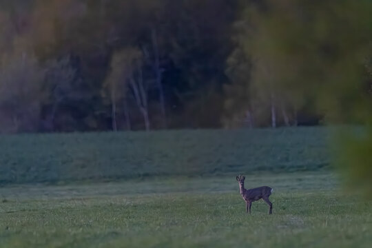 Roe deer standing in Kralovehradecky kraj field at dusk