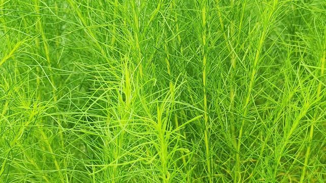 Fresh green natural background of thin leaves texture in bright sunlight