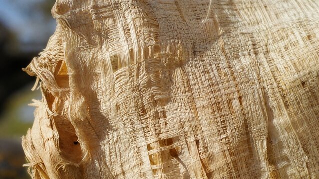 Close-up of mulberry bark fibers showing delicate warp and weft texture in natural light.