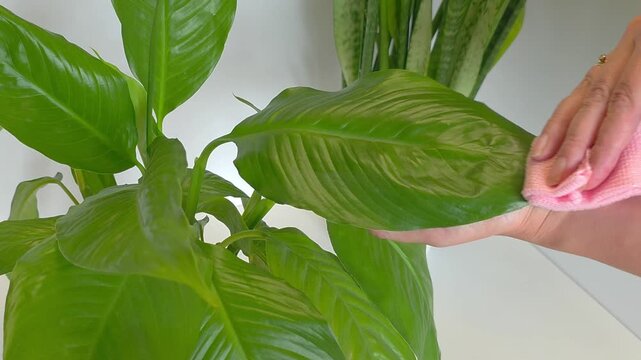 Processing, removing dust from spathiphyllum leaves, peace lily, spath, wiping leaves. Close-up of lush green houseplant leaves with colorful foliage, botanical nature houseplant care, botanical nat