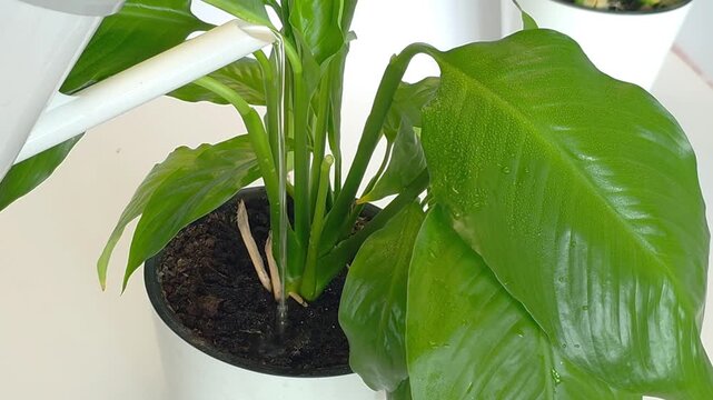 Watering spathiphyllum, peace lily, spath with water from a white watering can. Green potted houseplant with lush leaves in white pot with soil, indoor gardening, botanical home decor.
