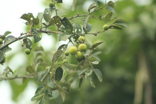 Small green round fruits growing on a thorny branch of a ziziphus jujuba tree, showcasing wild orchard harvest in a natural rural environment