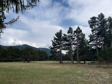 Matemale landscape showing green meadow and tall pine trees