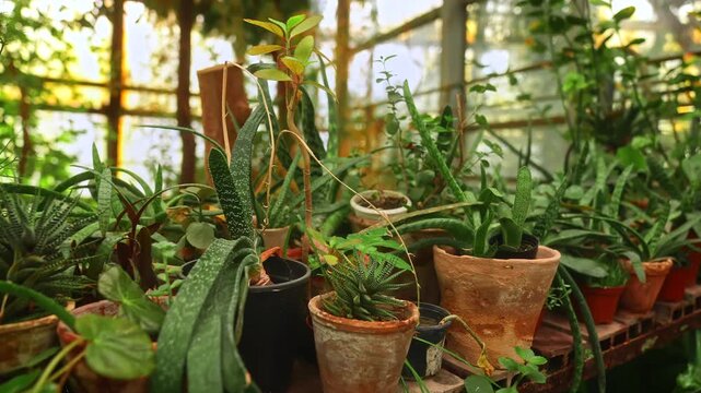 A variety of potted succulents and plants in an indoor greenhouse setting. The concept includes gardening, home decor, and nature themes, ideal for eco-friendly lifestyle content.