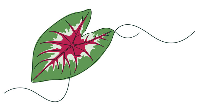 Single caladium bicolor leaf in continuous line art style with green border pink center and white spot accents.