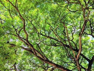Fototapeta premium Low angle view of lush green tree canopy with sunlight nature background vibrant leaves forest texture sustainable environment fresh foliage outdoor lifestyle.