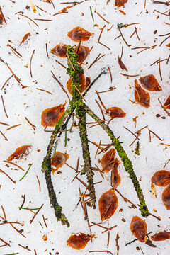 Verdant mossy branch on snow depicts an inverted Algiz rune, creating a whimsical nature symbol. Scattered pine needles and seed scales complete the serene winter floor