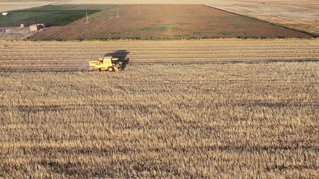 Harvesting Golden Fields: A combine harvester works diligently in a vast, golden field under the warm light of dawn, symbolizing the bounty of the agricultural season and the culmination of hard work.