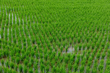 Fototapeta premium green rice field