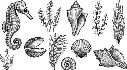 Vintage hand drawn sea life collection with seahorse seashells and aquatic seaweed plants engraving sketch vector © Lunavera art