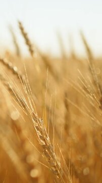 Golden wheat swaying in warm sunlight with gentle breeze across rural field