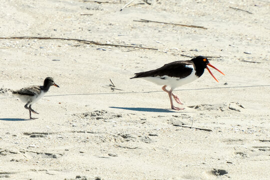 American oystercatcher and chick, June 2026.