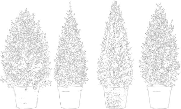 Collection of four topiaries in pots, conical shaped plants with dense foliage, simple line drawings.