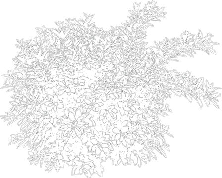 Abstract linework drawing of a dense, bushy plant or shrub with detailed leaves and a transparent background.