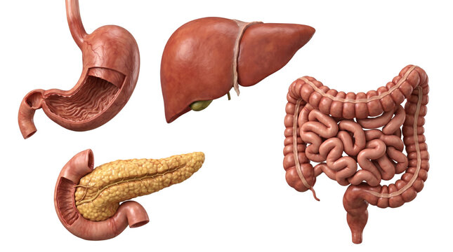 Detailed realistic 3D render of the human digestive system including stomach liver pancreas and intestines isolated on transparent background transparent background