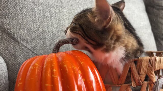 Gatito atigrado mordiendo una calabaza de Halloween