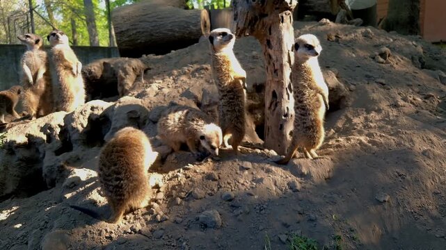 Meerkat, its scientific name is Suricata suricatta