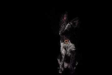 Dramatic low-key profile portrait of a Mudi dog emerging from the shadows on a black background © Anastasia