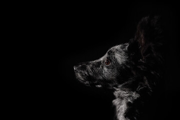 Dramatic low-key profile portrait of a Mudi puppy in the shadows, highlighting expressive eye © Anastasia
