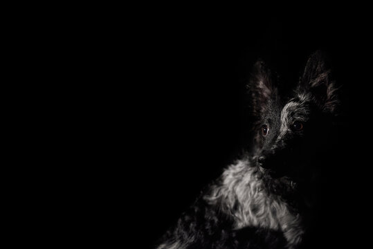 Dramatic low-key portrait of a Mudi dog emerging from the shadows on a black background