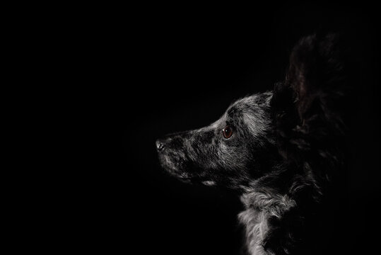 Dramatic low-key profile portrait of a Mudi puppy in the shadows, highlighting expressive eye