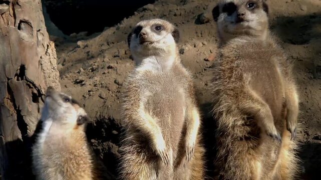 Meerkat, its scientific name is Suricata suricatta