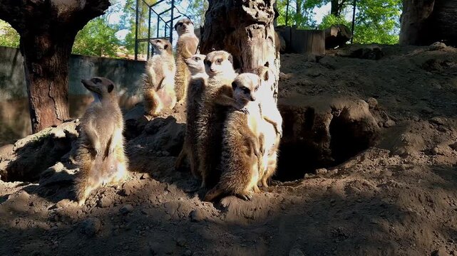 Meerkat, its scientific name is Suricata suricatta
