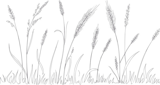 Hand-drawn of various grasses and wheat stalks in a field