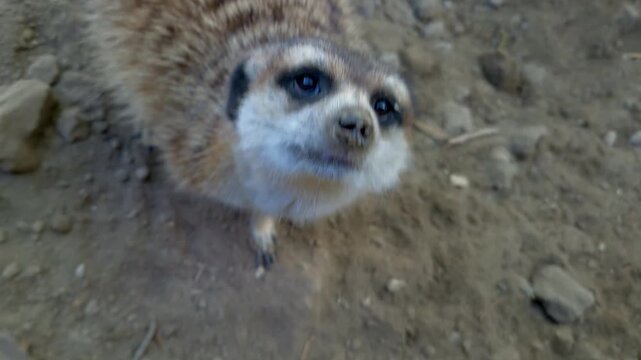 Meerkat, its scientific name is Suricata suricatta