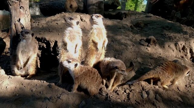 Meerkat, its scientific name is Suricata suricatta