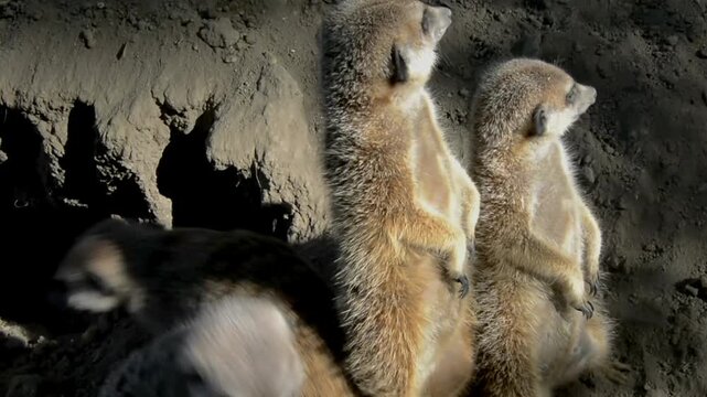 Meerkat, its scientific name is Suricata suricatta