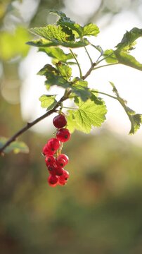 Vertical video of Ripe berries of red currant close up stagger in the wind on the branches. Red currants ripen on the branches of a bush with green leaves. Currants growing in the garden