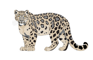 Naklejka premium Full body illustration of a majestic snow leopard standing isolated on a white background