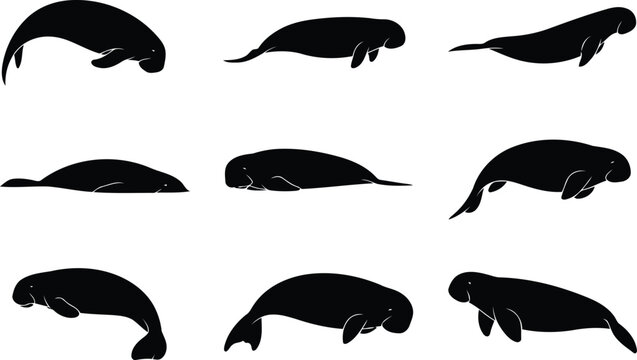 Set of black silhouettes of manatees swimming in different poses
