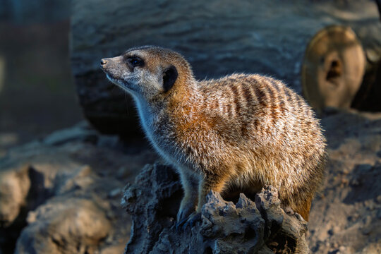 South African meerkat on the ground