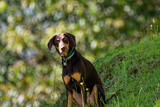 Cute brown doberman pinscher sitting in the wilderness with a blurry background in Colombia.