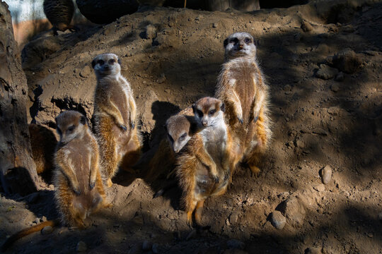 South African meerkats