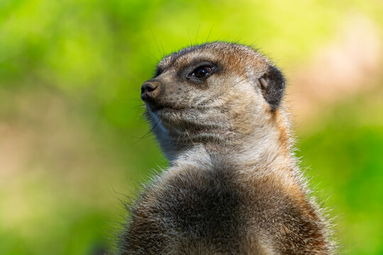 South African meerkat on the ground