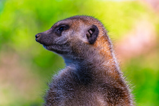 South African meerkat on the ground