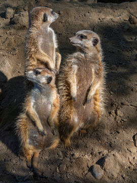South African meerkats