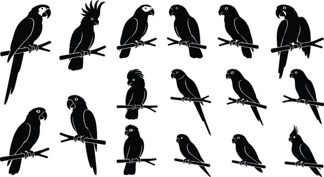 Tropical Parrot and Macaw Silhouette Vector Set Featuring Cockatoos Parakeets and Exotic Birds Perching on Branches for Jungle Wildlife Logos and Nature Graphic Designs