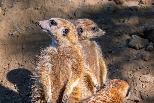 South African meerkats