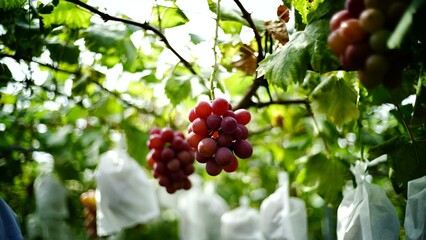 Clusters of red grapes hang from vines within a lush green vineyard setting as many other grape bunches remain protected inside white paper bags for cultivation and harvest during summer season. © Goshashka