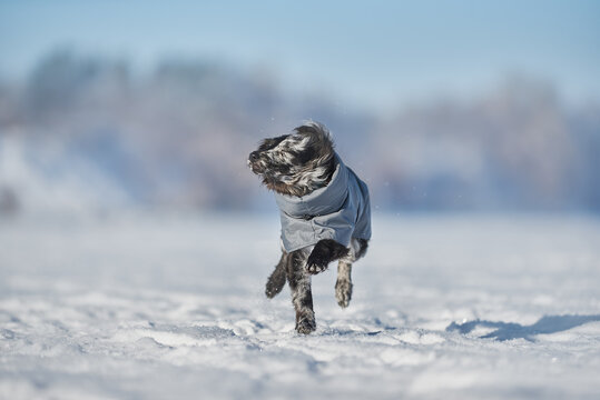 Action portrait of a Mudi puppy in a winter jacket running and shaking its head on deep snow